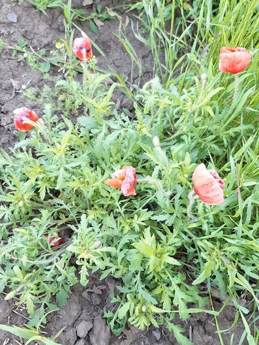 common poppy