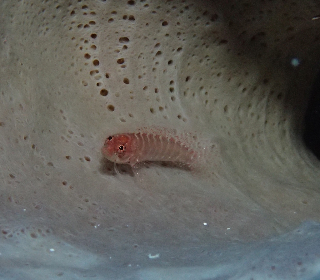 Ringed blenny (Starksia hassi) — Labrisomidae