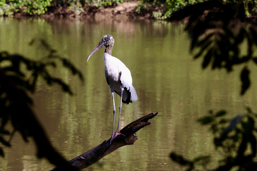 Wood Stork