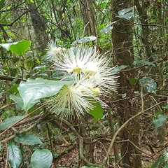 Syzygium hodgkinsoniae