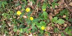 Youngia japonica