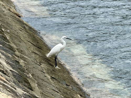 iNaturalist image