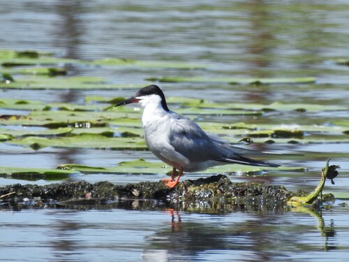 iNaturalist: (c) Ludmila Pozhidaeva, some rights reserved (CC BY-NC), uploaded by Ludmila Pozhidaeva iNaturalist image