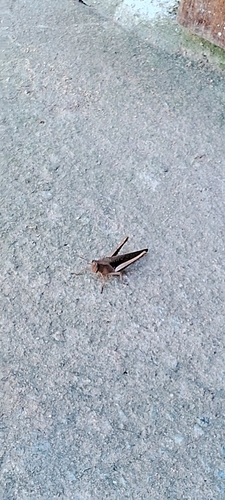 Abracris flavolineata