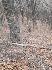 Lonicera praeflorens