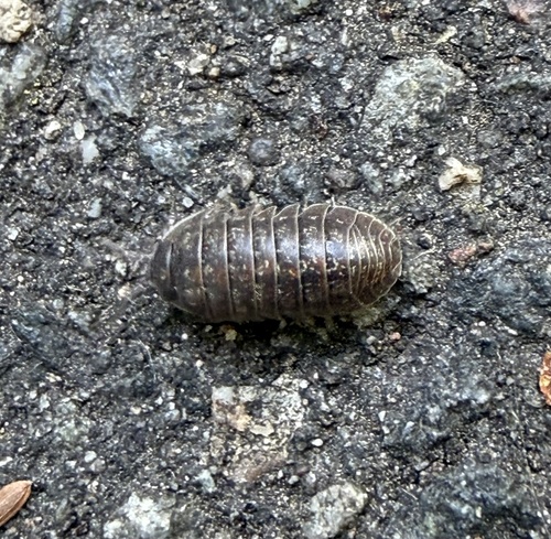 Opaque Pill Woodlouse