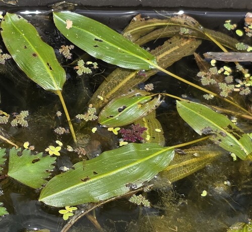 Potamogeton wrightii, photograph 6