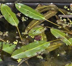 Potamogeton wrightii, photograph (c) 胡正恆(Jackson Hu), some rights reserved (CC BY)