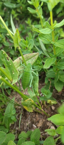 Bull Bush-cricket