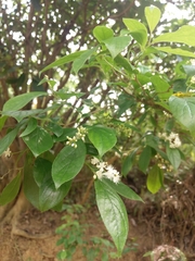 Magnoliopsida