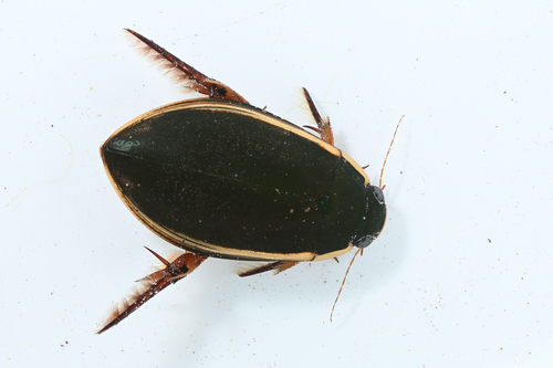Golden Edge Diving Beetle