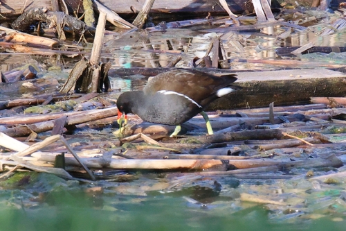 iNaturalist image