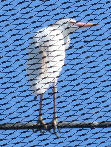 iNaturalist image