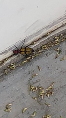 Tegrodera aloga