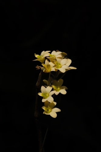 Dendrobium ovatum, photograph 1