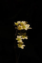Dendrobium ovatum