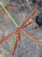 Cyperus rupestris