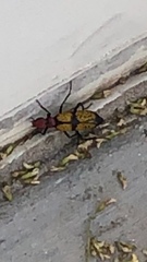 Tegrodera aloga