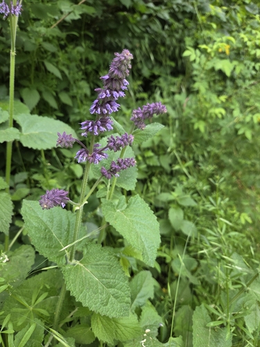 Whorled Clary