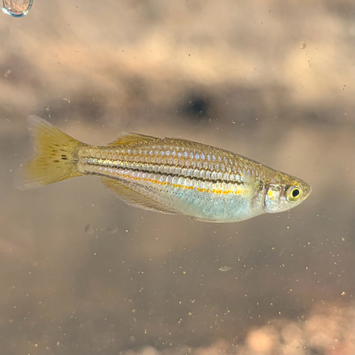 Exquisite rainbowfish (Melanotaenia exquisita) — Melanotaeniidae — 3