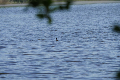 iNaturalist image