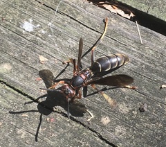 Polistes parametricus
