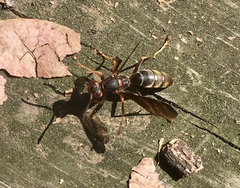 Polistes parametricus
