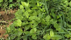 Limnophila rugosa, photograph (c) 胡正恆(Jackson Hu), some rights reserved (CC BY)