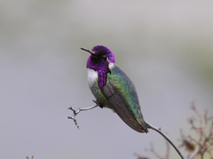Calypte costae