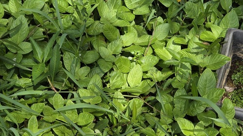 Limnophila rugosa, photograph 3