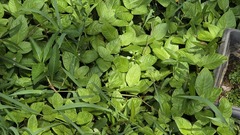 Limnophila rugosa, photograph (c) 胡正恆(Jackson Hu), some rights reserved (CC BY)