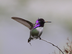 Calypte costae