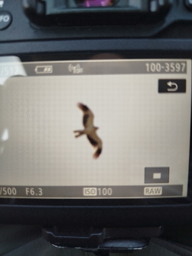 Booted Eagle