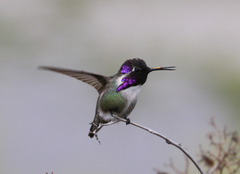 Calypte costae