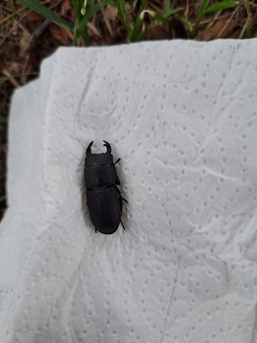 Lesser Stag Beetle