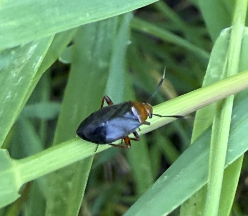 black plant bug