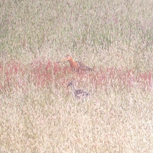 iNaturalist image