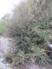 Kunzea tenuicaulis