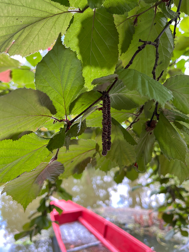 common hazel