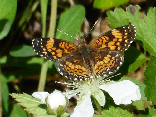 Gorgone Checkerspot