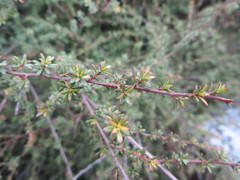 Kunzea tenuicaulis