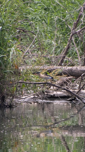 Little Bittern