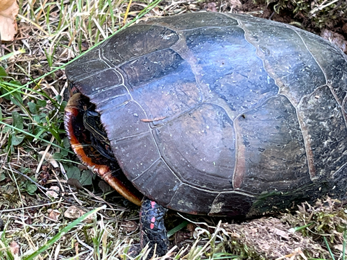 Painted Turtle