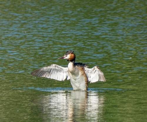iNaturalist: (c) Діма Бондаренко, some rights reserved (CC BY-NC), uploaded by Діма Бондаренко iNaturalist image