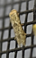 Blastobasis taurusella