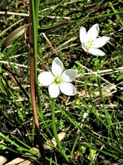 Gentianella cunninghamii