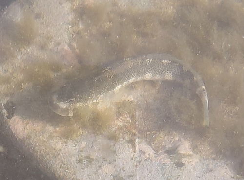 Entomacrodus vermiculatus observed 2026-06-06