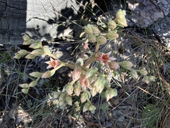 Sedum laxum, photograph (c) Dee Shea Himes, some rights reserved (CC BY)