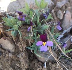 Viola trinervata