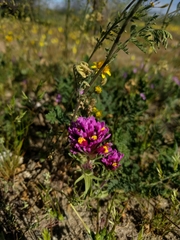 Castilleja exserta venusta